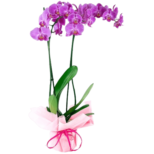 Orquídea 2 haste - Ecommerce Parque das Flores